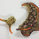 The head (left) and body (right) of a regenerative, photosynthetic sea slug.